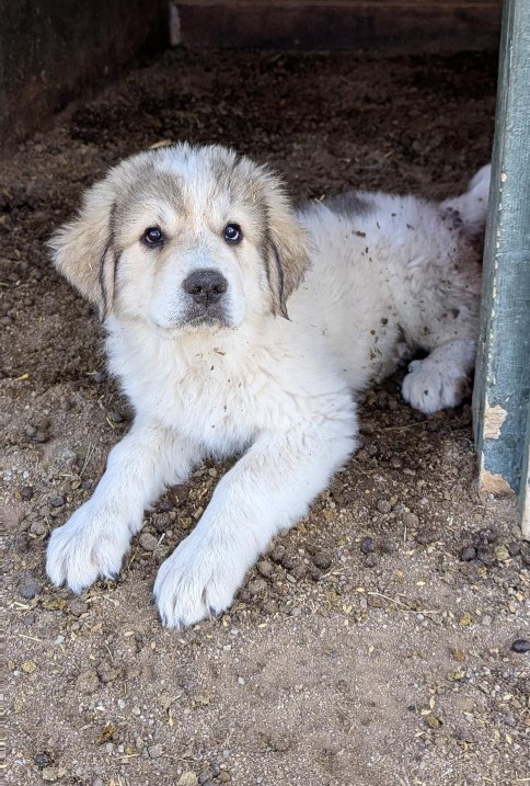 Henry puppy picture